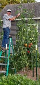 The Best Fertilizer for Tomatoes article thumbnail