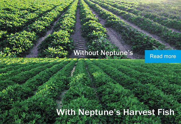 Peanut field comparison after Fish Fertilizer application
