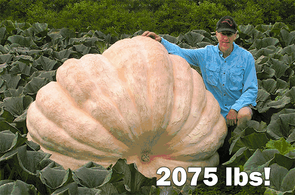 Steve Connolly’s giant pumpkin