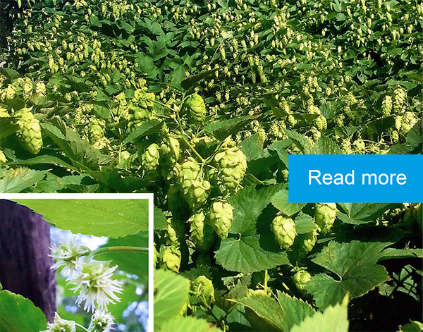 Ornamental hops garden