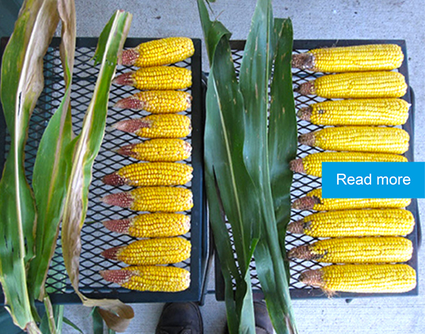 Chemical and organic corn comparison