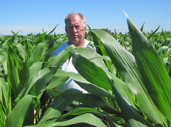Corn ears from a chemical and organic growing comparison