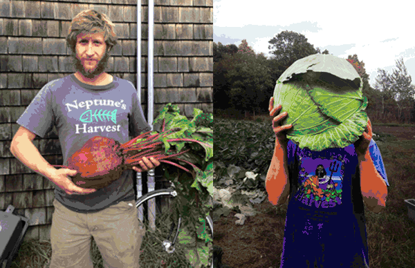 Large cabbage and beet grown at Alprilla Farm