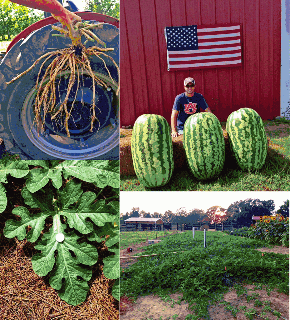 14 Neptune's Harvest Testimonial Customer Garden Results 14