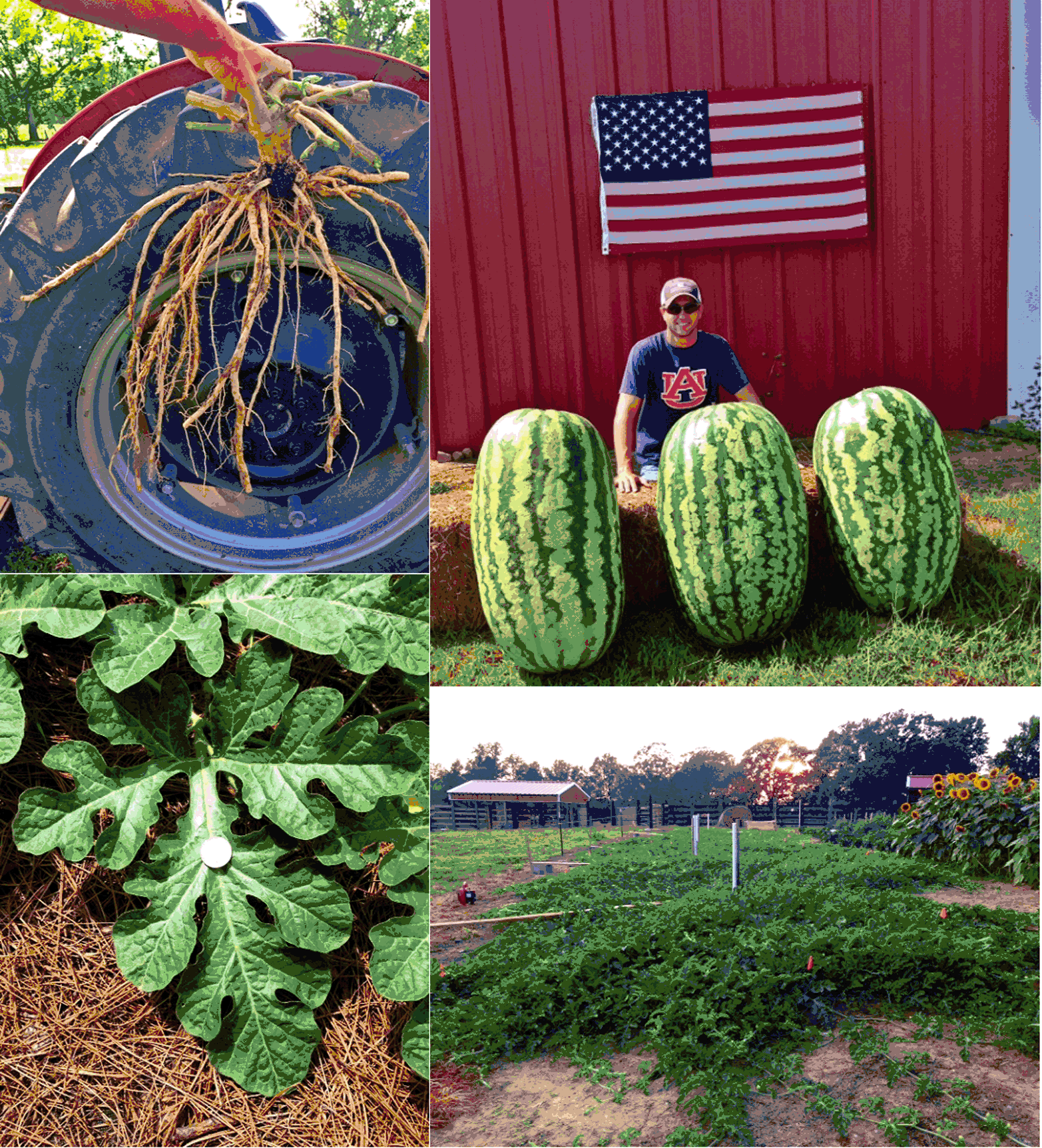 Giant watermelons grown with Fish Seaweed Fertilizer