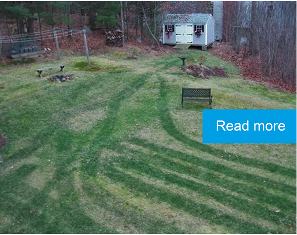 Lawn treated with Crab and Lobster Shell