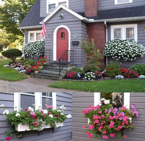 Flowers grown with Fish and Seaweed Blend Fertilizer