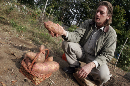 Large sweet potatoes grown in an organic garden