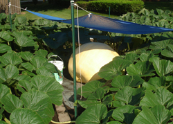 Don Young with a giant pumpkin