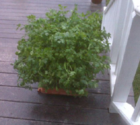 Italian parsley grown with Neptune’s Harvest