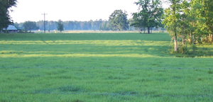 Pasture treated with Fish Emulsion