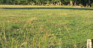 Neighboring conventionally fertilized pasture