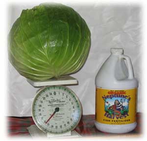 Robert Cody’s Megaton cabbage