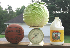 Robert Cody’s record cabbage