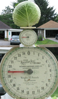Large Megaton cabbage grown by Robert Cody