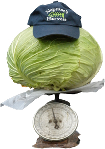 Robert Cody’s 23-pound cabbage