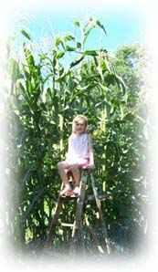 Sunflowers grown with Fish and Seaweed