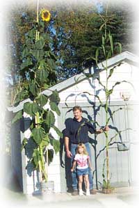 Flowering plants grown with Neptune’s Harvest