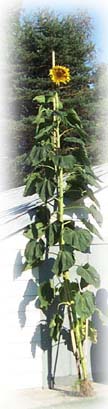 Mexican White Corn grown by Thomas C. Daniel