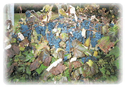 Grapes at Glenside Vineyards