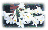 Flowering bulb grown by Bob Davis