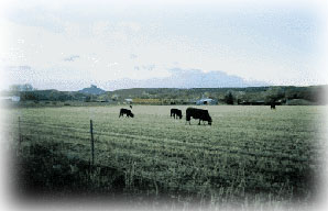 Heart Mountain Valley Ranch crops