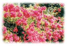 Roses grown by the Bradley family