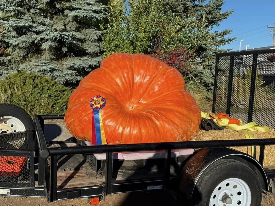 Award-winning giant pumpkin grown with organic gardening methods