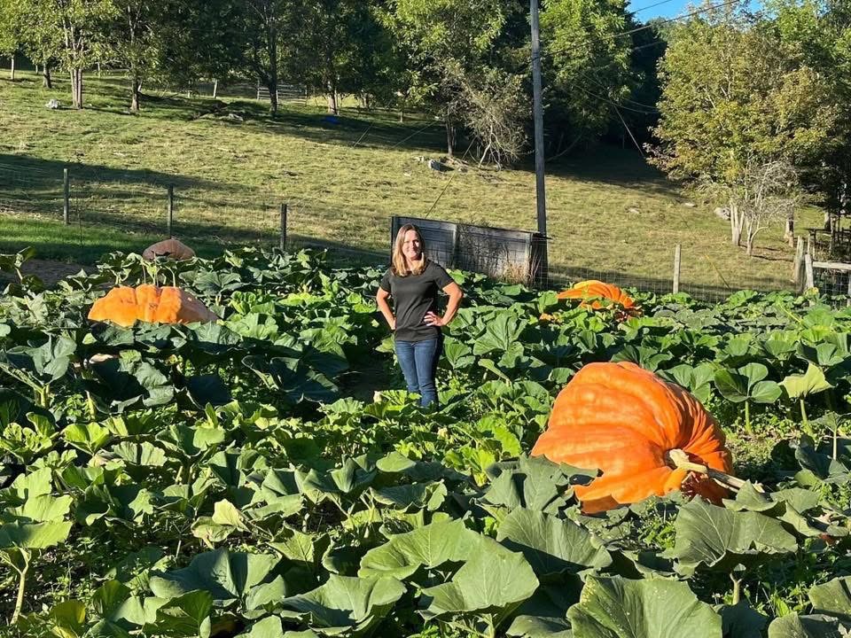 Giant pumpkin patch grown with organic fertilizer
