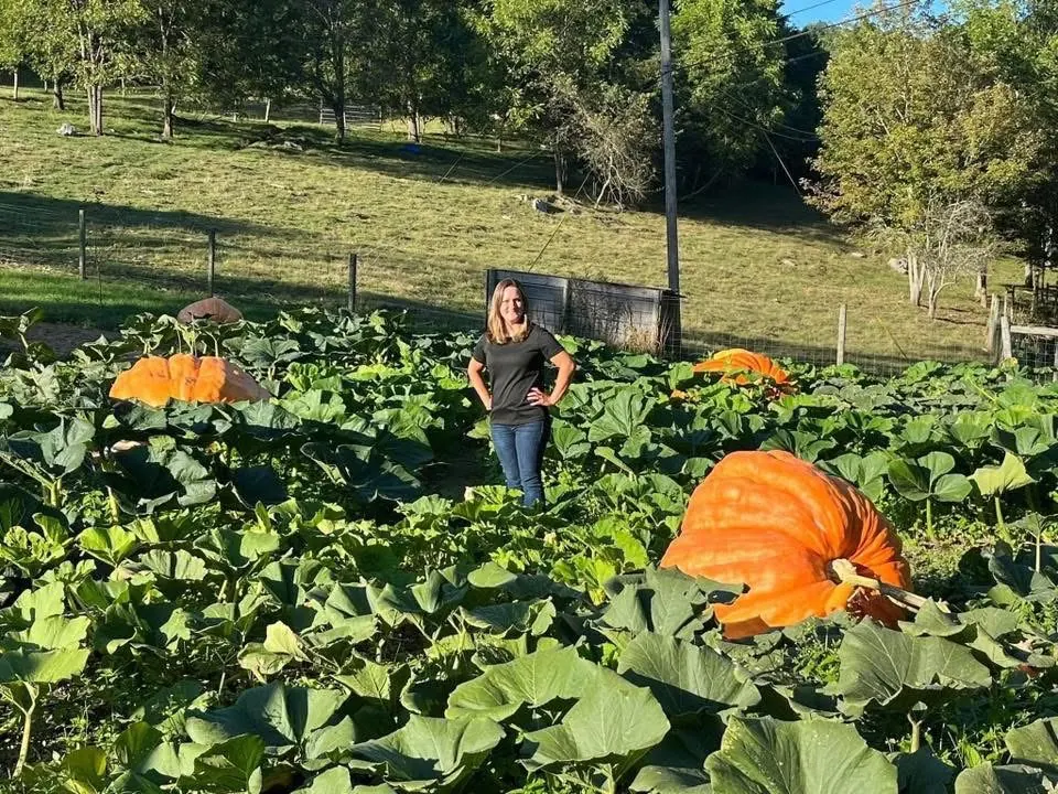 Giant pumpkin patch grown with organic fertilizer